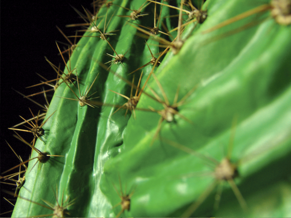 Telecom Cactus Tails